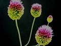 Allium Tanchou